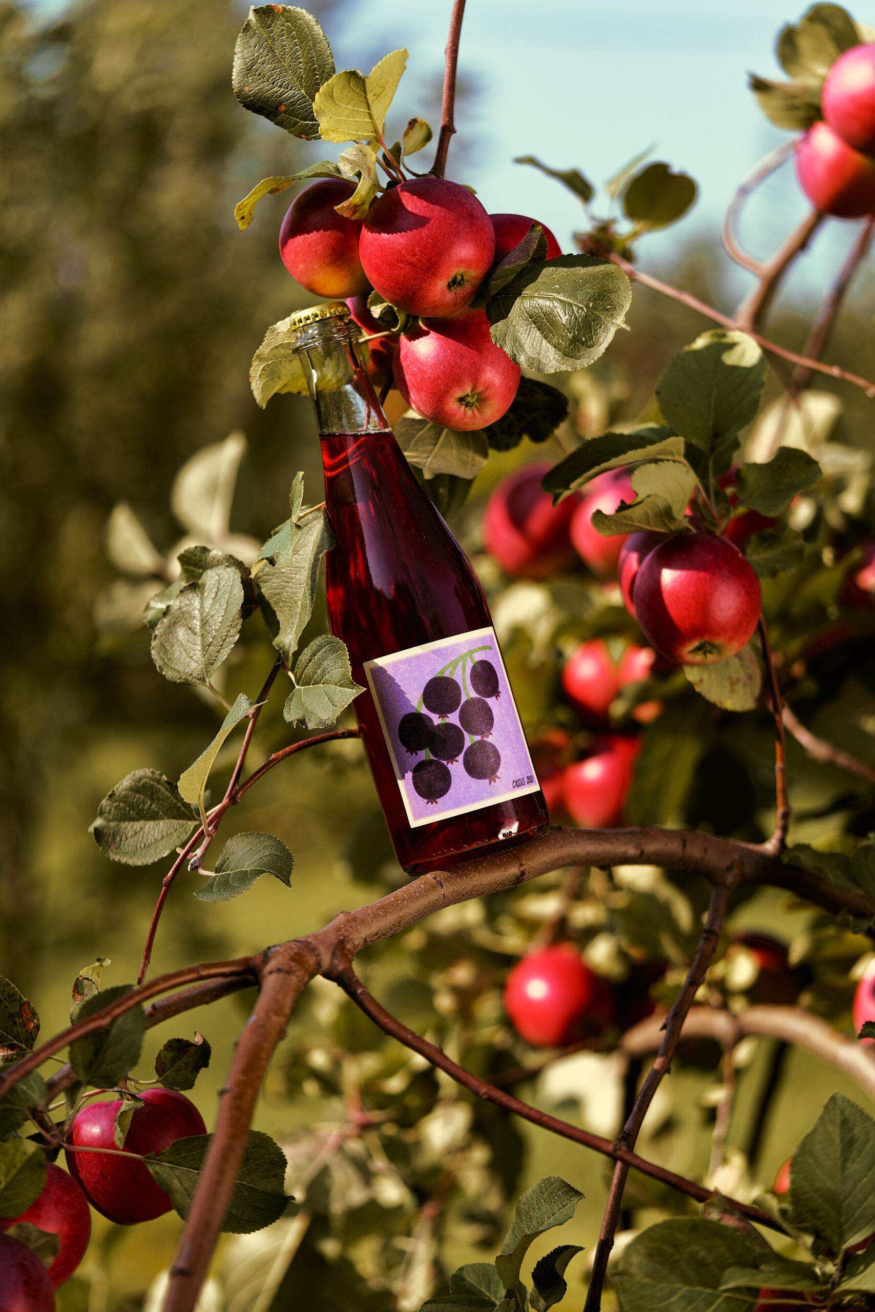 5 bonnes raisons de découvrir le cidre québécois cet automne
